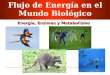 Clase 05 - Energia, Enzimas y Metabolismo