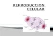Reproduccion Celular