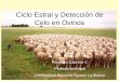 P Cabrera-Ciclo Estral y Detección de Celo en Ovinos.pdf