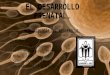 El Desarrollo Prenatal, 1ER PARCIAL, 2DO SEMESTRE (NEUROBIOLOGÍA DEL DESARROLLO)