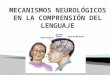 Mecanismos Neurológicos en La Comprensión Del Lenguaje