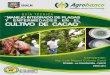 manejo integrado de plagas y enfermedades del cacao.pdf