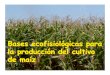 Ecofisiología maíz 2004