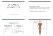 Organos Linfaticos (3)