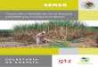 SENER BID GTZ Biocombustibles en Mexico Resumen Ejecutivo