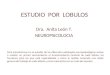 NEUROPSICOLOGIA - Estudio Por Lobulos