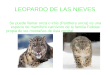 Leopardo de las nieves.odp