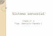 5.- Sistema Sensorial