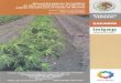 3984 Manual Del Paquete Tecnológico de Altos Rendimientos en El Cultivo de Papaya (1)