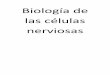 Estudio de la biología de las células nerviosas