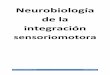 Tema 1,2,3,4,5, 6I, 6II Neurobiología de la integración sensoriomotora