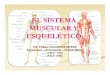 Clase 2. El Sistema Muscular Esqueletico