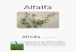 Alfalfa planta aromatica
