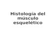 Histología Del Músculo Esquelético