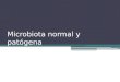 Microbiota Normal y Patogena