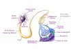 Sistema Nervioso (Cuerpo Celular de La Neurona)