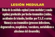 Lesionado Medular, 12qeqw