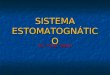 sistema estomatognatico elizabeth 1.ppt