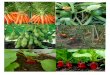 Plantas, verduras y hortalizas. Imprimible