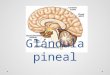 Histología glándula pineal