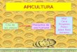Apicultura Si Albinele Curs (7)