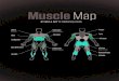 Mapa de la musculatura corporal