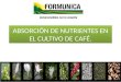 Absorción de Nutrientes en El Cultivo de Café