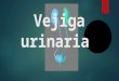 Vejiga Urinaria (presentación)