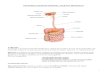 Técnicas Radiológicas II - Estudios Contrastados - Tracto Digestivo - Aparatoo Urinario