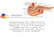 Diabetes Mellitus Pancreas