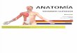 ANATOMÍA - Resumen Músculos - Miembro Superior.pdf