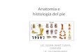 Anatomia e histologia del pie 01 - copia.ppt