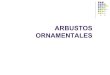ARBUSTOS ORNAMENTALES.pdf