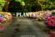 Plantas Tatiana