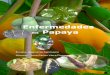 Enfermedades en Papaya
