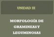 Morfologia de Gramineas y Leguminosas