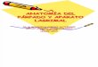 Anatomía Del Párpado y Aparato Lagrimal.dr.Cortez