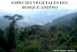 Especies Vegetales Del Bosque Andino