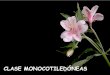 Clase 5 Monocotiledoneas Liliflorales Botanica II Agro 2012 (1)