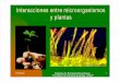 Interacciones Entre Microorganismos y Plantas