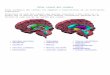 Atlas Visual Del Cerebro