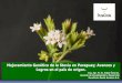 Mejoramiento Genetico Stevia. Edgar Alvarez