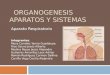 Organogenesis Respiratorio