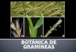 Botanica de Gramineas Doc 2