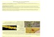 Biología de Coccinellidae