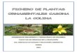 FICHERO DE PLANTAS ORNAMENTALES - ROSALBA CUPA, NANCY ESPINOSA