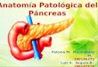 Pancreas Patologica