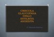Mineralogía Criscola, Glaucofana, Ópalo, Estilbita y Andesita