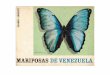 Mariposas de Venezuela