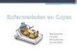 Enfermedades en Cuyes